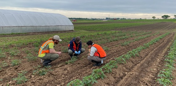 Three people squatting in agricultural field