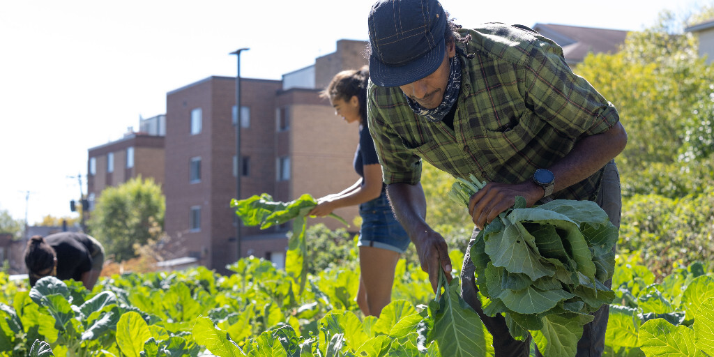 Person harvesting a green, leafy crop in a field of those crops. The sun is shining and there are 2 other people in the background harvesting as well.