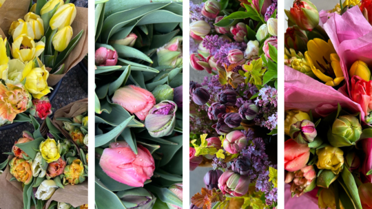 A collage of pictures of tulips of different colors.