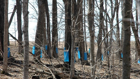 Blue bags hanging on trees collecting maple sap to make syrup.