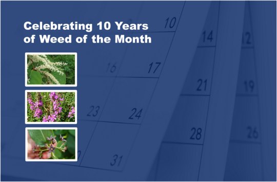 Transparent calendar with text Celebrating 10 Year of Weed of the Month. Three photos of noxious weeds.