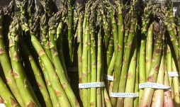 A picture of asparagus with Minnesota Grown branded rubber bands.