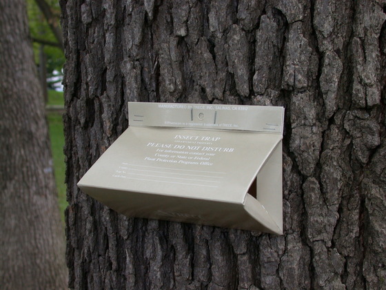 Triangle brown cardboard spongy moth trap mounted on a tree