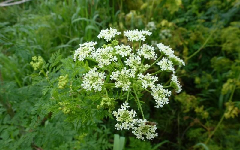 White flowers on the top of a poison hemlock plant