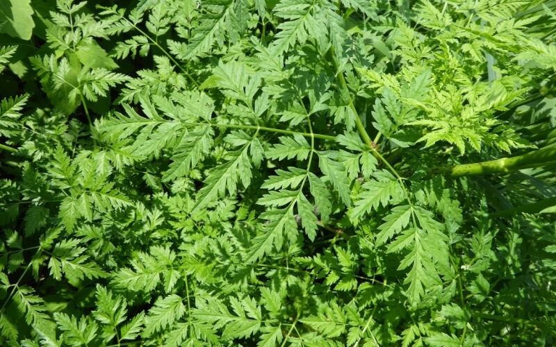 Green fern like leaves of the poison hemlock.