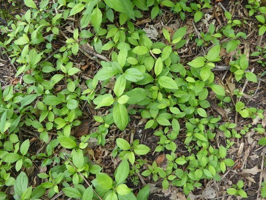 Common buckthorn seedlings, green and leafy carpeting the forest floor