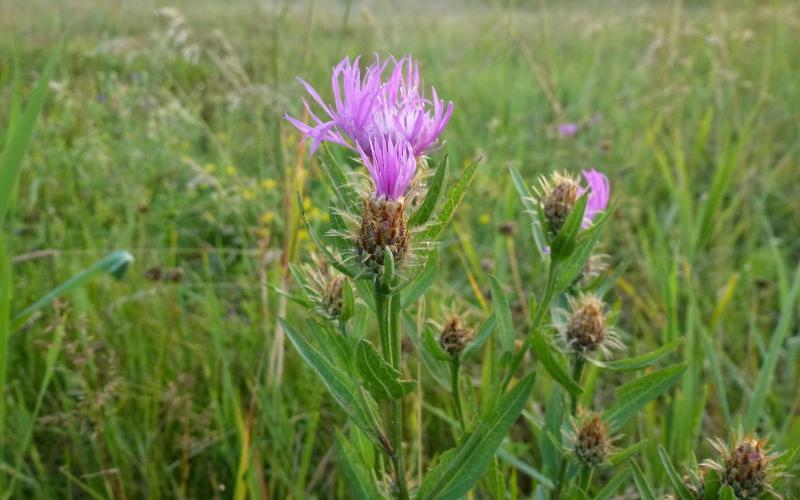 Purple flowers on meadow knapweed