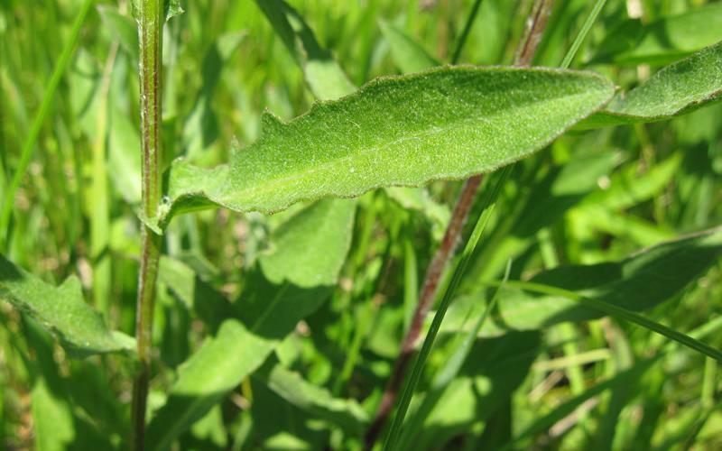 Meadow knapweed leaf lobed 4-9 inches long