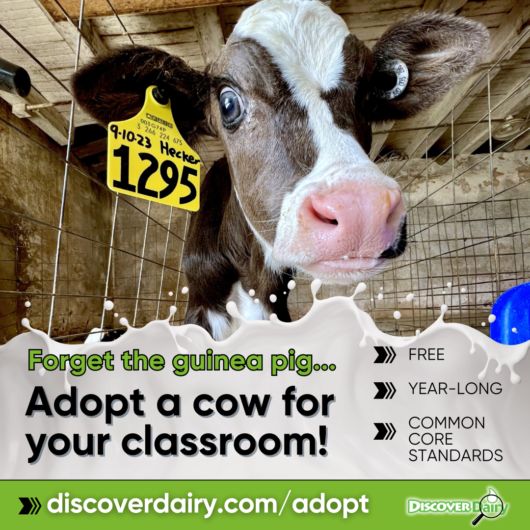 Adopt a cow