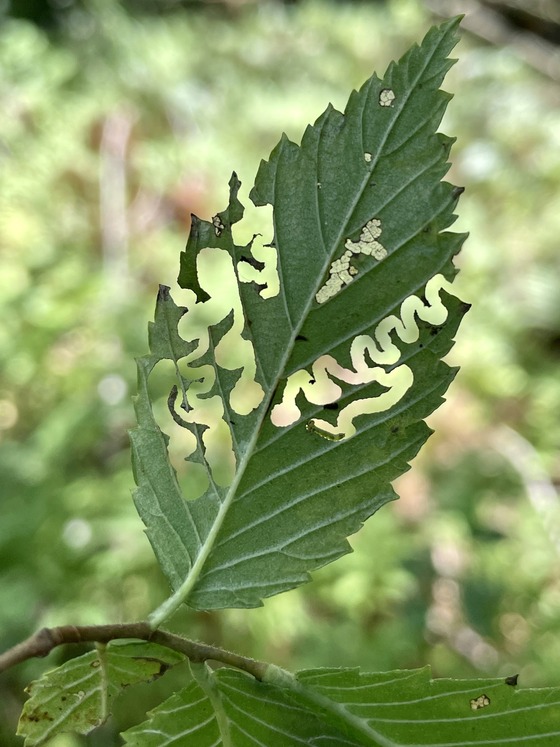 Distinctive zigzag marks through out a elm leaf.