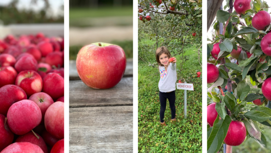 Four pictures of apples - some on trees, one on a table, one being held by a girl in an orchard.