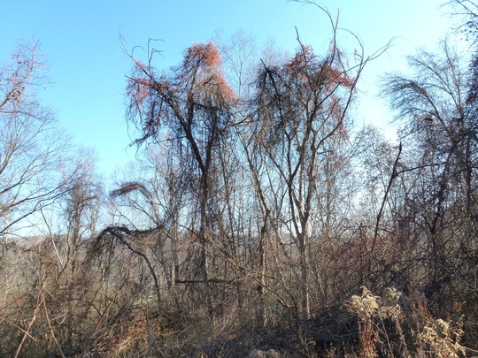 Vines climb into the canopy and overwhelm trees