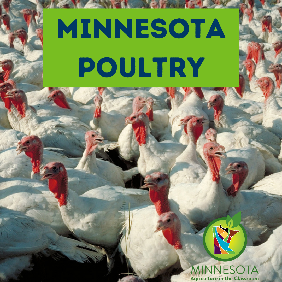 Minnesota Poultry