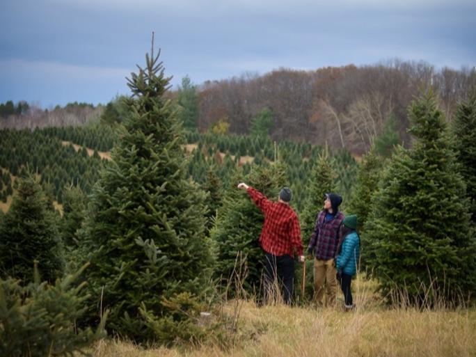 Three people looking out over a field of ready-to-cut Christmas trees.