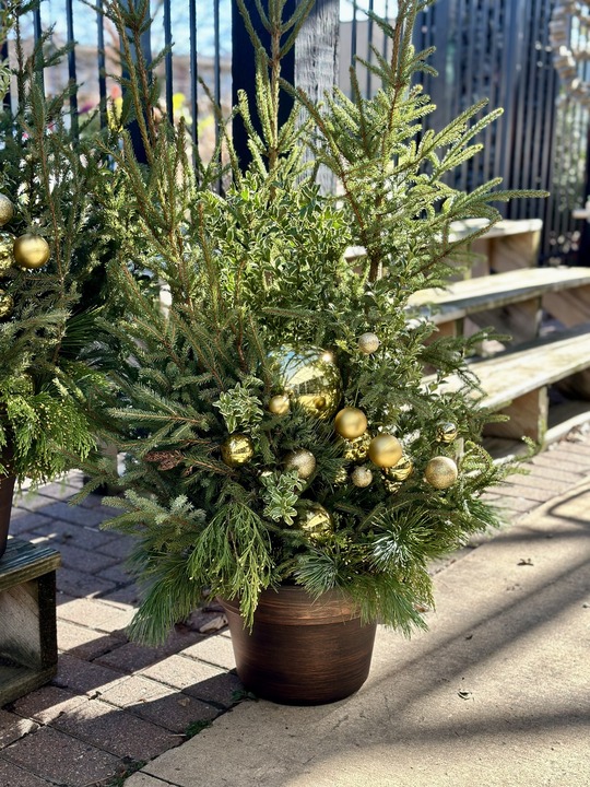 A spruce top pot decorated with gold ornaments.