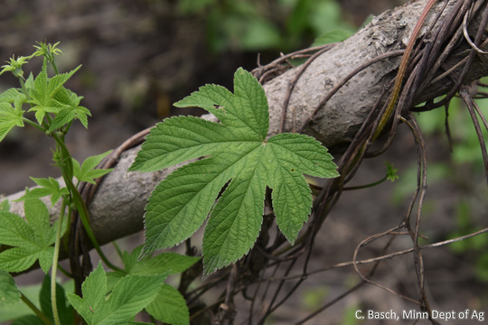 A vine twines around a tree branch. Leaves are deeply lobed.