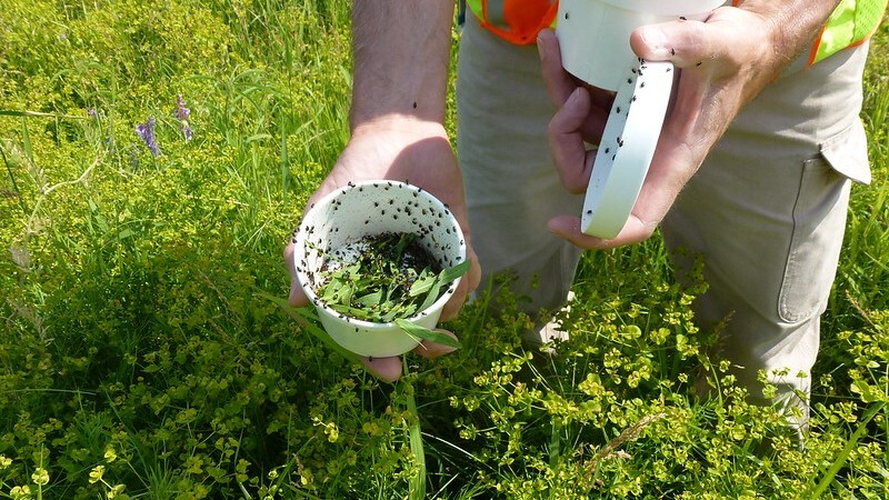 Leafy spurge beetles are released from a container into a patch of leafy spurge plants.