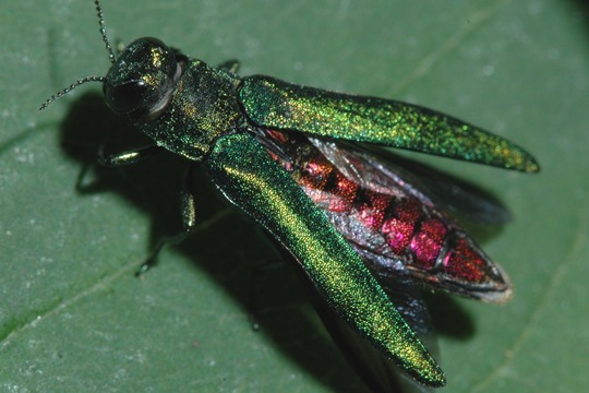 adult emerald ash borer insect on leaf