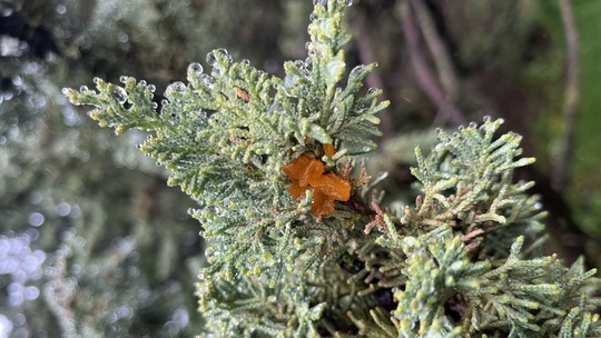 orange gelatinous spore mass of red star rust on a juniper branch