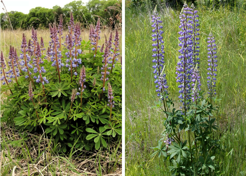 comparison of wild lupine and big leaf lupine