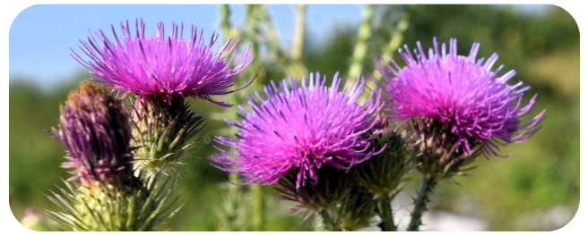 plumeless thistle 