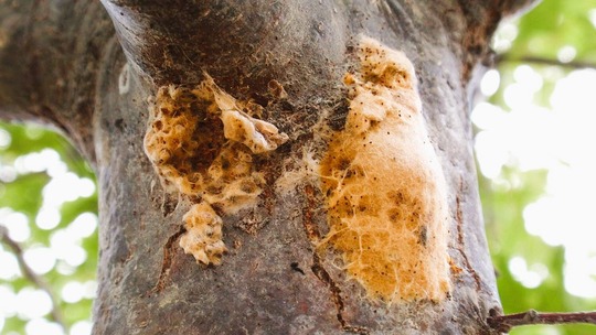 tan spongy moth egg mass on tree