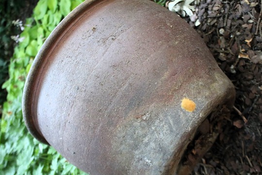 tan spongy moth egg mass on flower pot