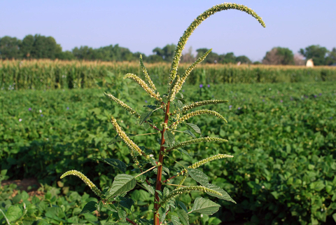 palmer amaranth in field