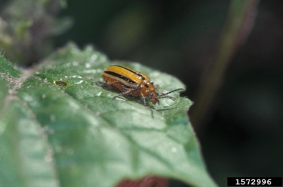 cucumber beetle on leaf