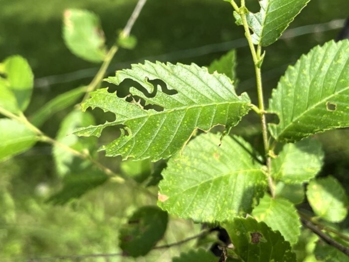 distinctive zigzag feeding pattern on leaf