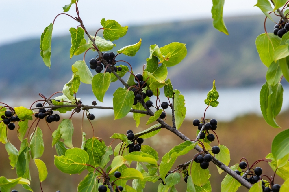 buckthorn branch