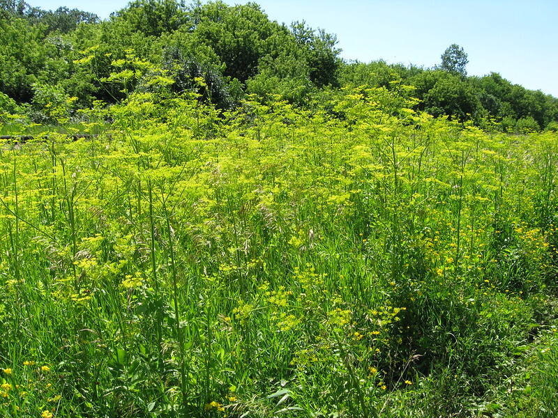 Wild parsnip in field