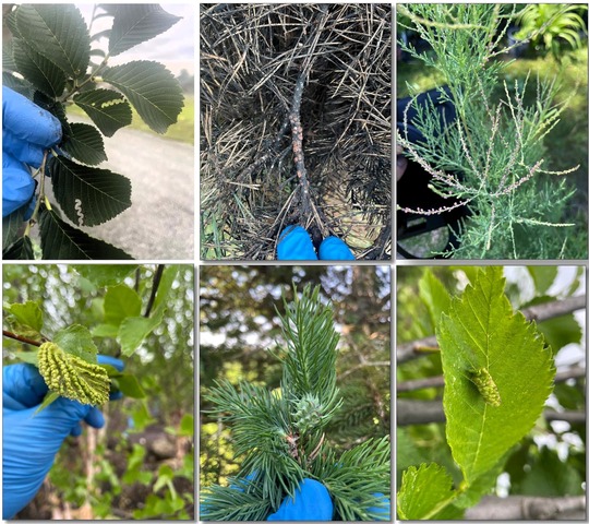 invasive insects and plant