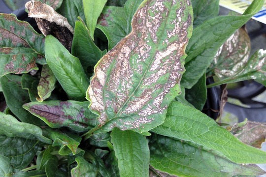 Downy mildew on echinacea leaves