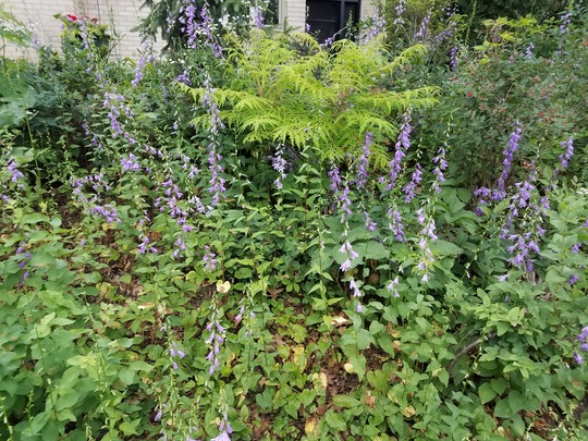 Creeping Bellflower. Numerous flowering spikes of creeping bellflower show that the plant can overtake garden areas.