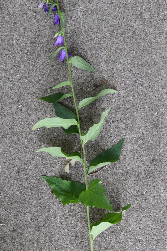 Creeping bellflower. Flowering stalk of a bellflower plant showing leaf shape and arrangement.