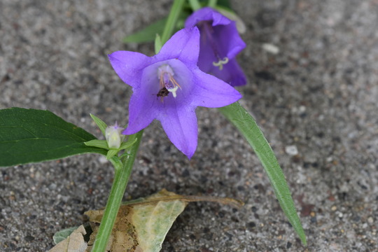 Creeping bellflower. Close up of two bellflower flowers.