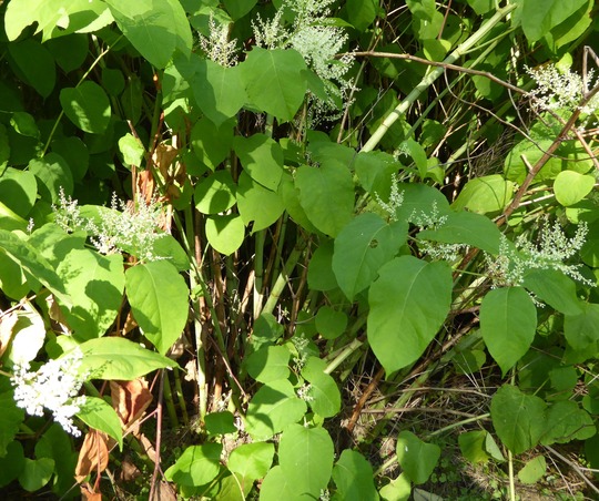 Knotweed stems leaves flowers