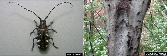 Asian longhorned beetle and tree showing exit holes from beetle
