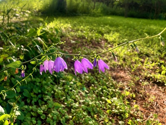 long stem with purple bellflowers