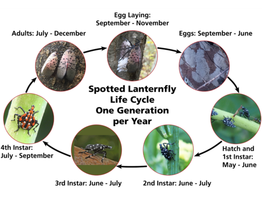 life cycle of spotted lanternfly 