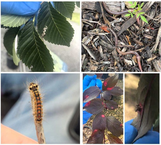 leaf showing signs of elm zizag sawfly, jumping worm, spongy moth caterpillar, red star rust on crabapple tree