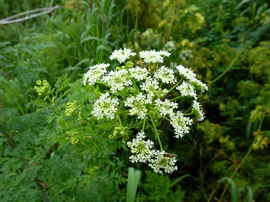 poison hemlock plant