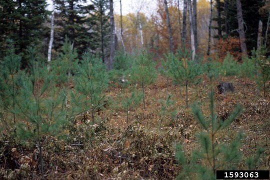 Young eastern white pine