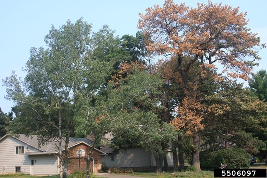 diseased oak with bright red-brown leaves beside nearby healthy green trees