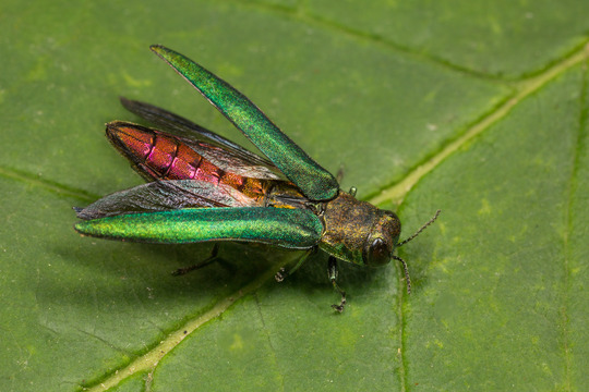 emerald ash borer on leaf