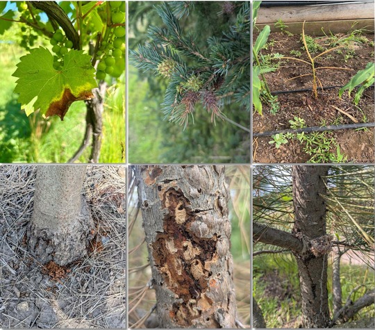 issues found by MDA staff