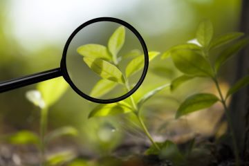 magnifying glass held up to plant