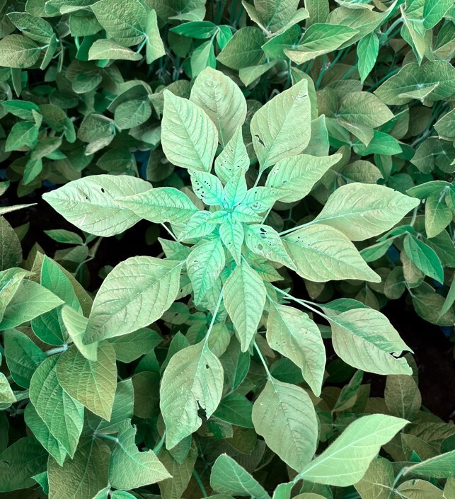 palmer amaranth plant