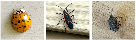 asian lady beetle, boxelder bug, brown marmorated stink bug